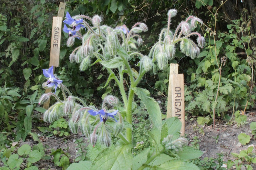 Les herbes aromatiques